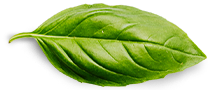 sOlac Products Basil Leaf